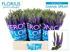 Veronica Smart Diana 60cm Spray