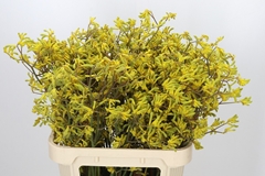 Anigozanthos Flavidus Bush Down 80cm