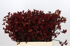 Anigozanthos Flavidus Bush Ruby 60cm