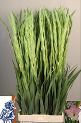 Gladiolus Careless 110cm 200gr.
