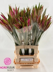 Amarine Belladiva Smilla 70cm
