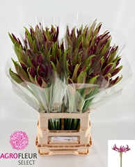 Nerine Mister Nick 70cm