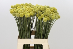 Craspedia Yellow 60cm