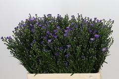 Aster Casamare 60cm 20gr.
