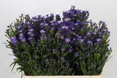Aster Casamare 60cm 15gr.