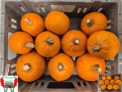 Cucurbita Maxima Halloween 10cm