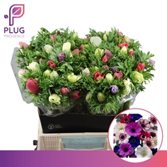 Anemone Coronaria Marianne Mix 38cm