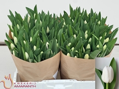 Tulip Single Royal Virgin 35cm 40gr.
