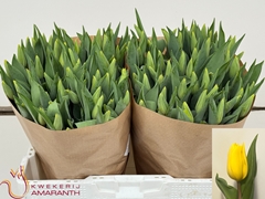 Tulip Single Strong Gold 40cm 35gr.