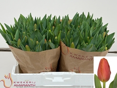 Tulip Single Time Out 35cm 40gr.