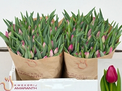Tulip Single Pink Ardour 40cm 33gr.
