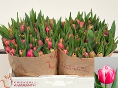 Tulip Double Columbus 35cm 35gr.