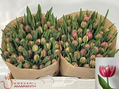 Tulip Double Columbus 35cm 28gr.