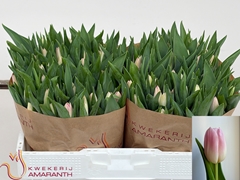 Tulip Single Dynasty 35cm 35gr.