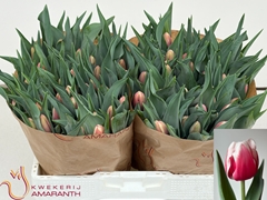 Tulip Single Lech Walesa 40cm 40gr.