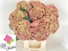 Hydrangea Royal Anastasia Classic 50cm 15-17cm Hd