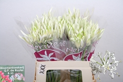 Nerine Bianca Perla 55cm