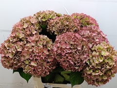 Hydrangea Rodeo Red Classic 60cm 18-20cm Hd