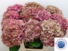 Hydrangea Rodeo Red Classic 60cm 19-21cm Hd