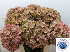 Hydrangea Rodeo Red Classic 60cm 19-21cm Hd