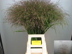 Panicum Warrior 80cm