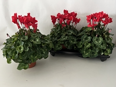 Cyclamen Super Serie Xl 15Ø 36cm