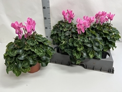 Cyclamen Super Serie Xl 15Ø 36cm