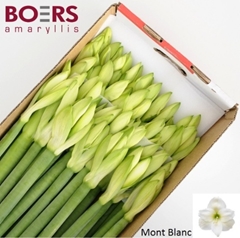 Hippeastrum Mont Blanc 60cm