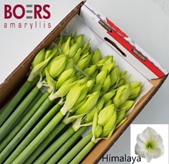 Hippeastrum Himalaya 60cm