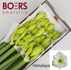 Hippeastrum Himalaya 60cm
