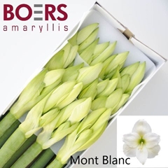 Hippeastrum Mont Blanc 75cm