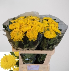 Chrysanth Single Rivalry 80cm 125gr.