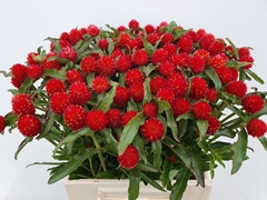 Gomphrena Haageana 42cm