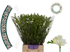 Freesia Double Belleville 50cm 10gr.