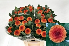Chrysanth Single Kiev Bicolour 80cm 60gr.