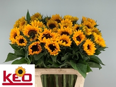 Helianthus Sunrich Orange 80cm