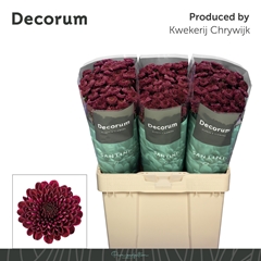 Chrysanth Santini Jinda Red 55cm 44gr.