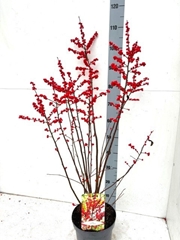 Ilex Verticillata 23Ø 110cm