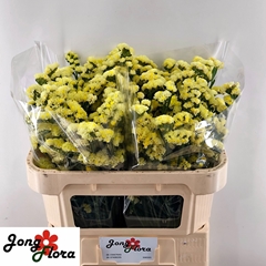 Limonium Sinuatum Glossy Wings 70cm 30gr.