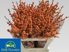 Ilex Verticillata Winter Gold 80cm