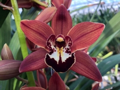 Cymbidium Mini Brownie 40cm