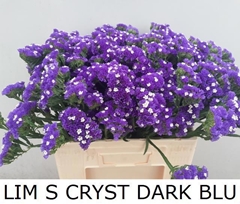 Limonium Sinuatum Crystal Dark Blue 60cm 30gr.
