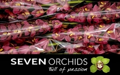 Cymbidium Rollercoaster 80cm