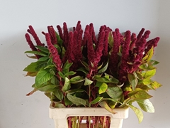 Amaranthus Cruentus Red Cathedral 70cm