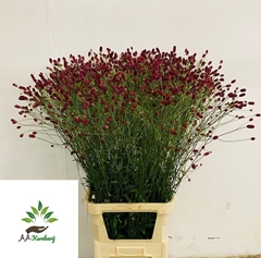 Sanguisorba Officinalis Arnhem 110cm