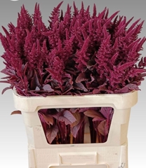 Amaranthus Cruentus Velvet 75cm