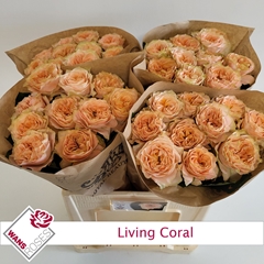 Rosa Living Coral 60cm