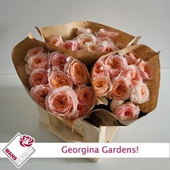 Rosa Georgina Gardens! 40cm
