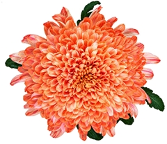 Chrysanth Single Tutu 70cm 100gr.