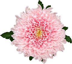 Chrysanth Single Tutu 70cm 100gr.